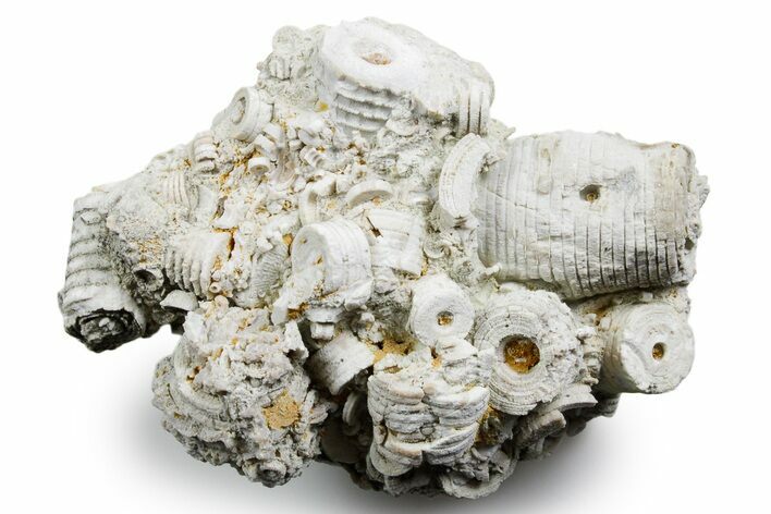 Mississippian Fossil Crinoid Stem Cluster - Kentucky #358729